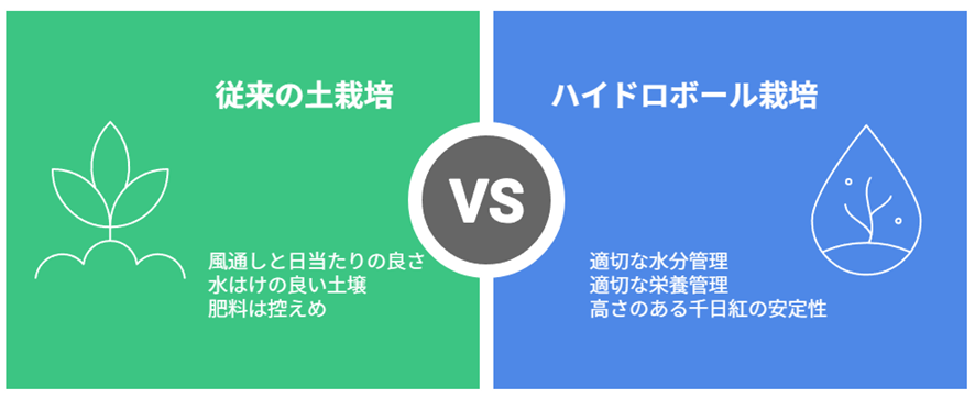 千日紅の土栽培と水耕栽培の栽培ポイントを示した図解