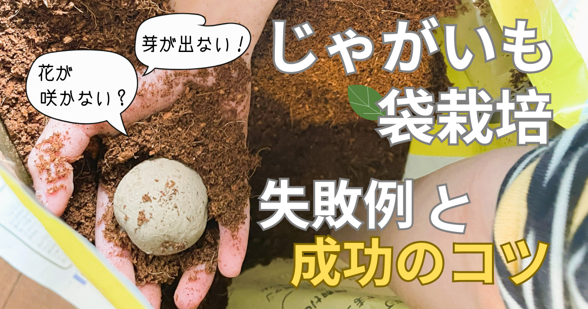初心者でもできる！じゃがいも袋栽培の失敗例と成功のコツ