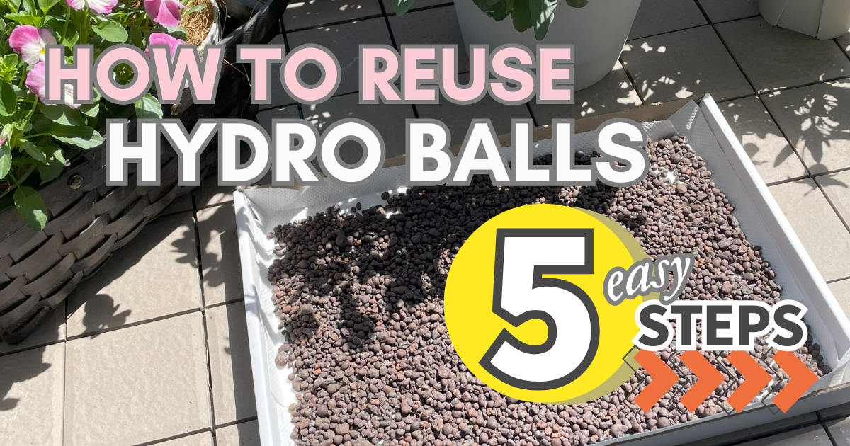 How to Reuse Hydro Balls｜5 Easy Steps from Cleaning to Storing