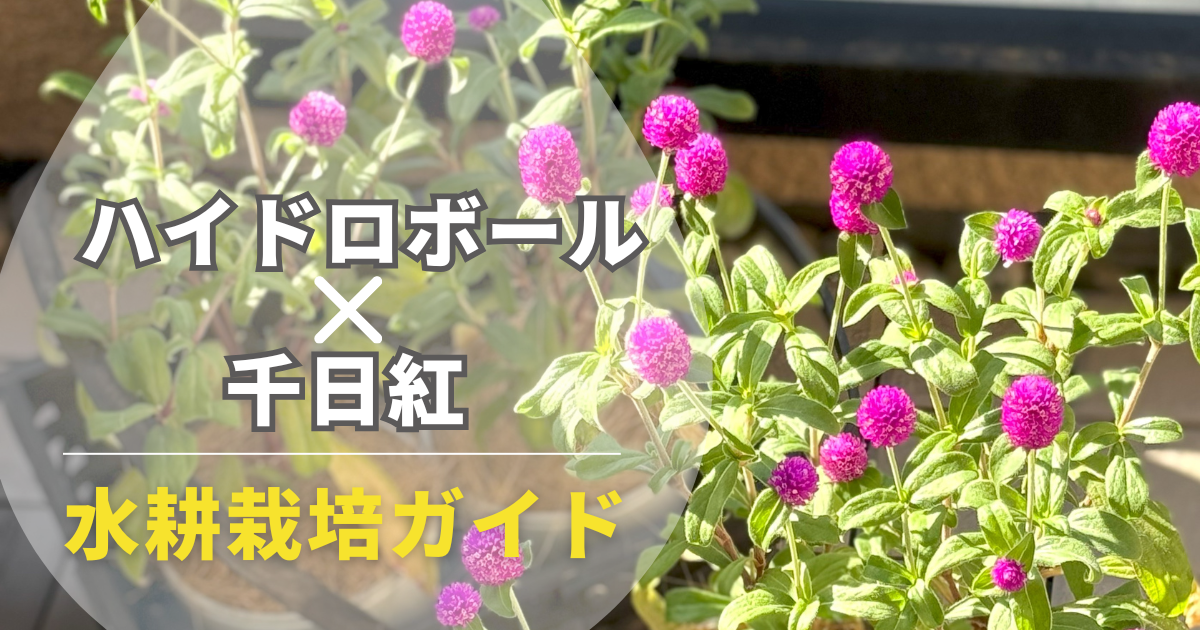 ピンク色の千日紅の花をメインにしたアイキャッチ画像