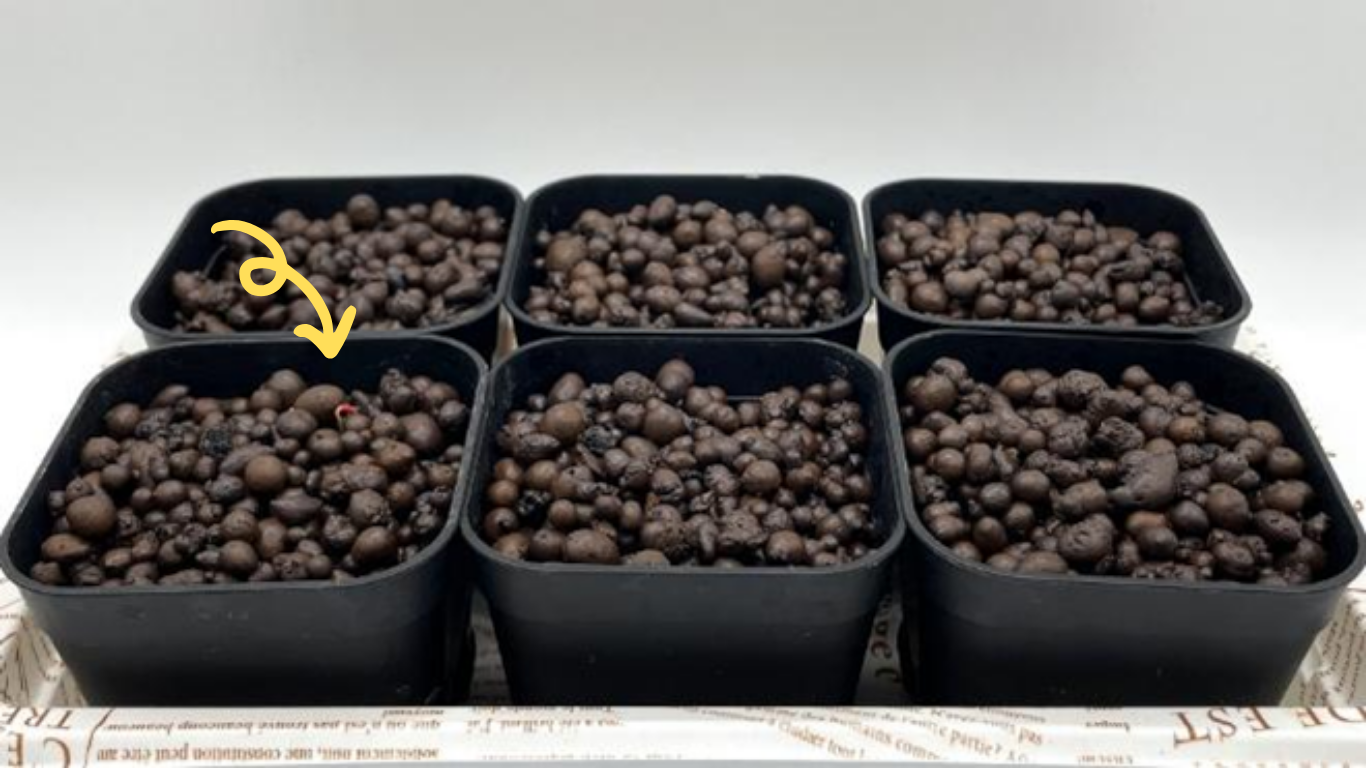 種まきから4日目、一つ目の千日紅の発芽苗