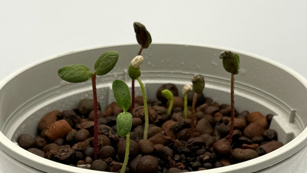 栽培8日目：ルピナスの双葉がたくさん見え始めた様子