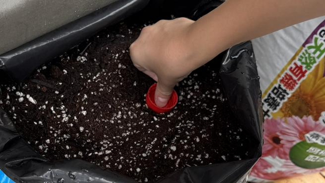 土にペットボトルの蓋で穴を開けている様子