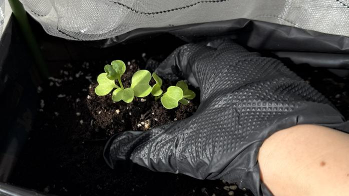 大根苗の周りの土を手で寄せている様子