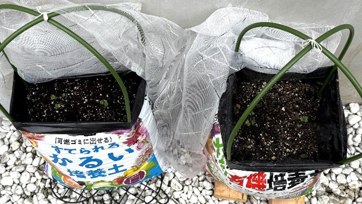 芽が出てきた2種類の培養土袋で育つ大根の苗