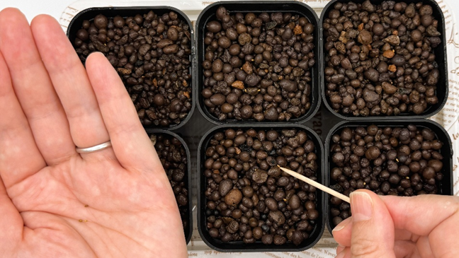 6つの鉢につまようじでビオラの種をまいている様子