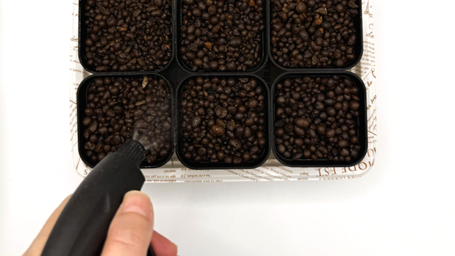 ビオラの種まき後、霧吹きで水やりしている様子