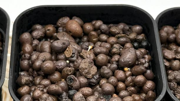 種まき後６日目　種から白い根が見え始めた様子