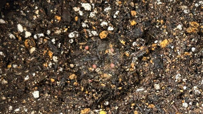 土にまかれた大根の種