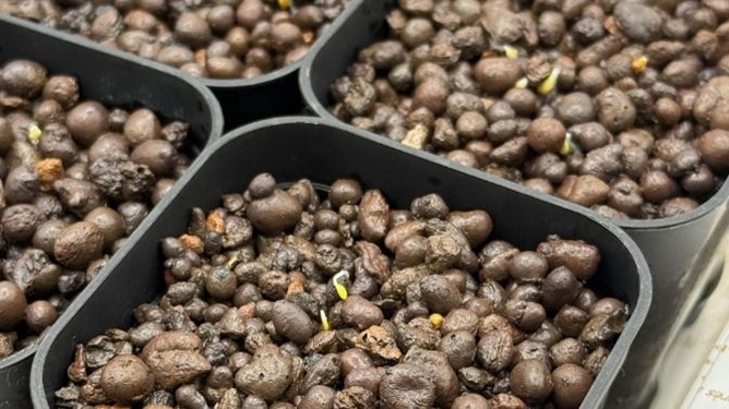 種まき後10日目　ビオラの種が発芽した様子