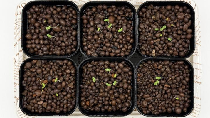 種まき後12日目　ビオラの双葉次々と顔を出している様子