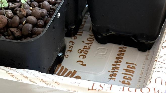 底面給水で、鉢底に水が溜まっている様子