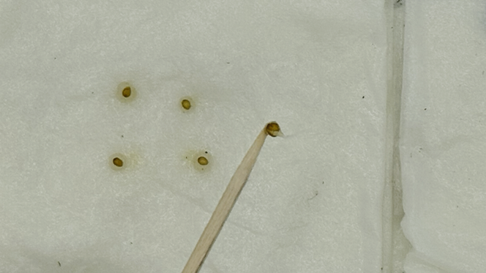 キッチンペーパーにまかれた種とつまようじの先についている発根した種