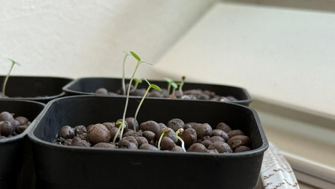 徒長気味のビオラの発芽苗
