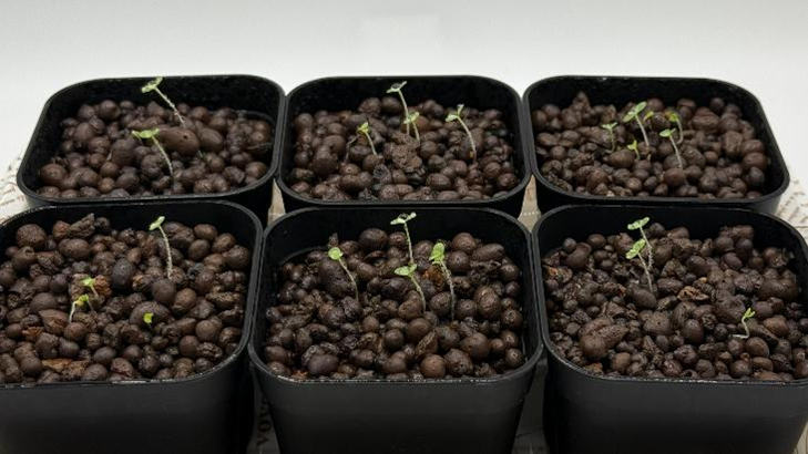 6つの鉢から発芽しているビオラの苗たち