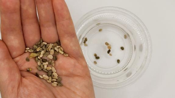 掌の上とコップの水に浸かっているルピナスの種