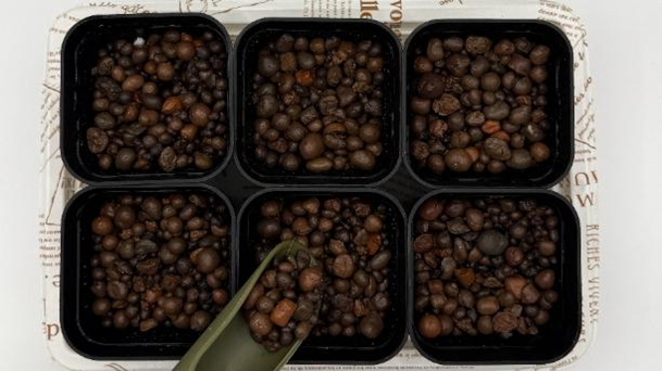 ６つのポットにハイドロボールを入れて準備している様子