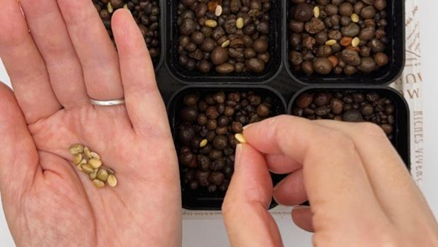 掌からハイドロボールの上にルピナスの種を置いている様子