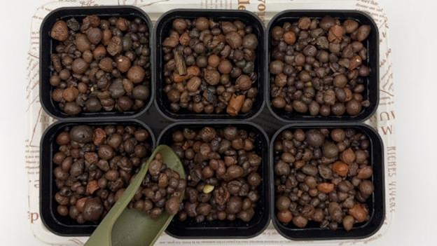 種まき後に、ポットへハイドロボールを追加している様子