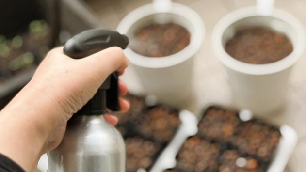 種まき後のポットに霧吹きで水をかけている様子