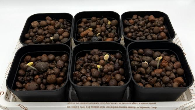 栽培4日目、ルピナスの芽がポットから発芽し始めた様子