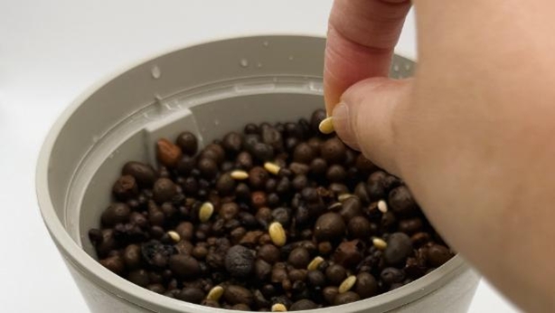 大きめのポットにルピナスの種まきをしている様子