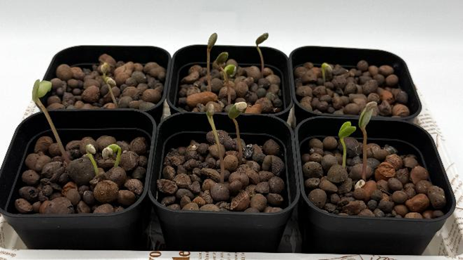 栽培6日目：ルピナスの双葉が開き始めた様子