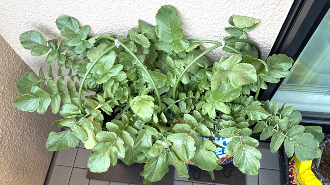ベランダで育てている袋栽培の大根苗