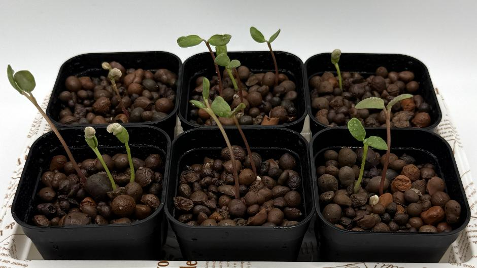 栽培8日目：ルピナスの双葉がたくさん見え始めた様子