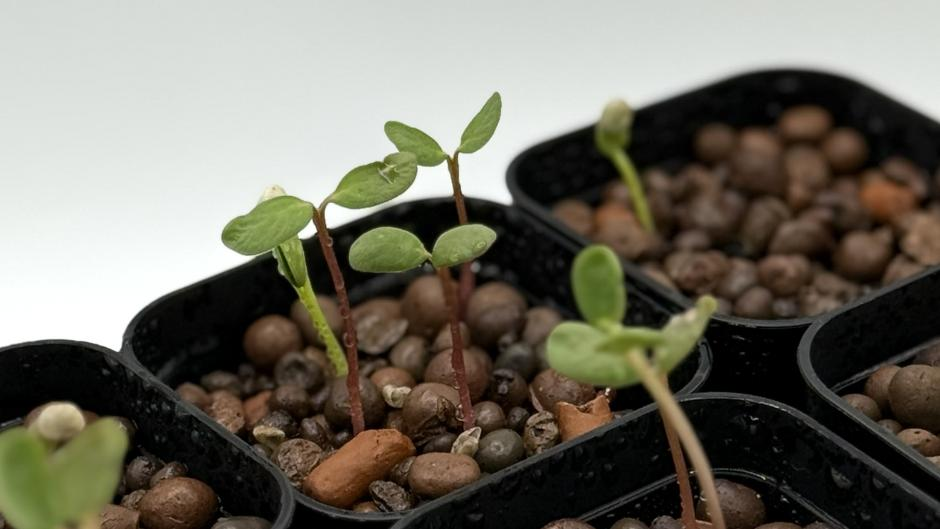 ルピナスの発芽苗