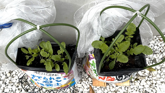 種まき後24日目の大根苗の様子