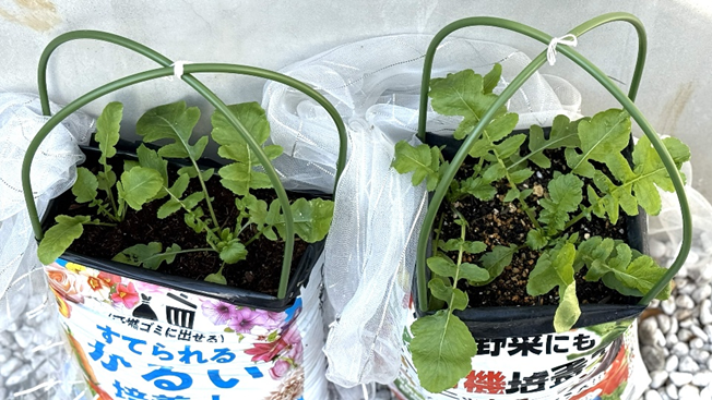 種まき後42日目の大根の生育の様子