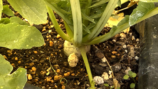 種まき後74日目の培養土で育てた大根の苗