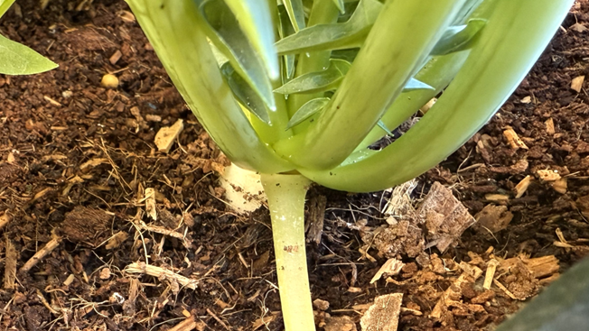 種まき後74日目の捨てられる土で育てた大根の苗