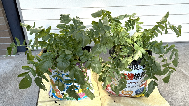 種まき後111日目の収穫前の大根の株