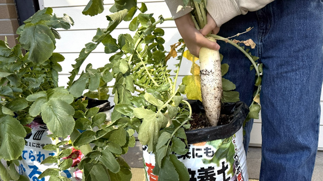 培養土の袋から大根を引き抜いている様子