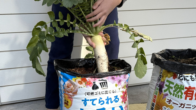 捨てられる土の袋から大根を引き抜いている様子