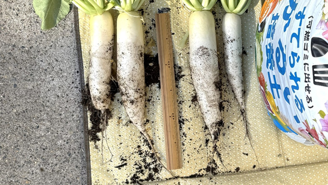 収穫した4本の大根を並べた様子