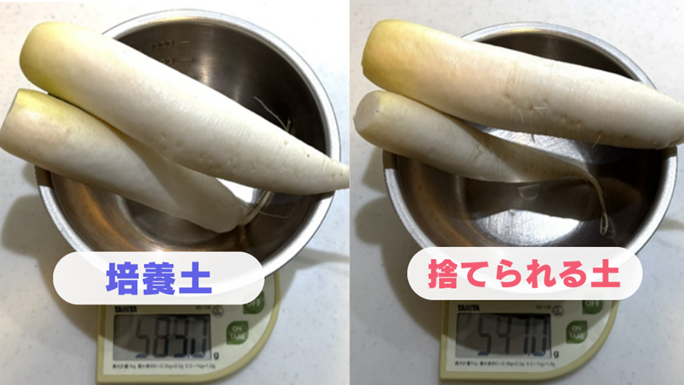 収穫した大根の重さを測っている様子