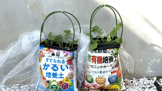 袋栽培で大根を栽培している様子