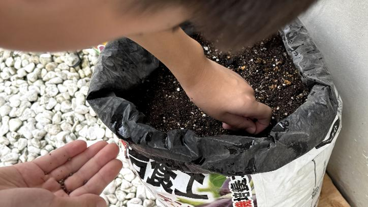 培養土に大根の種をまいている様子