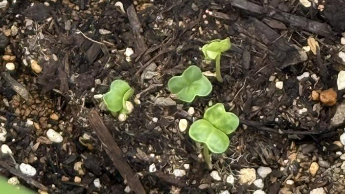 4つの小さな大根の発芽苗