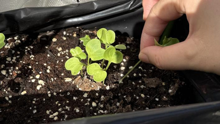 大根の苗を間引いている様子