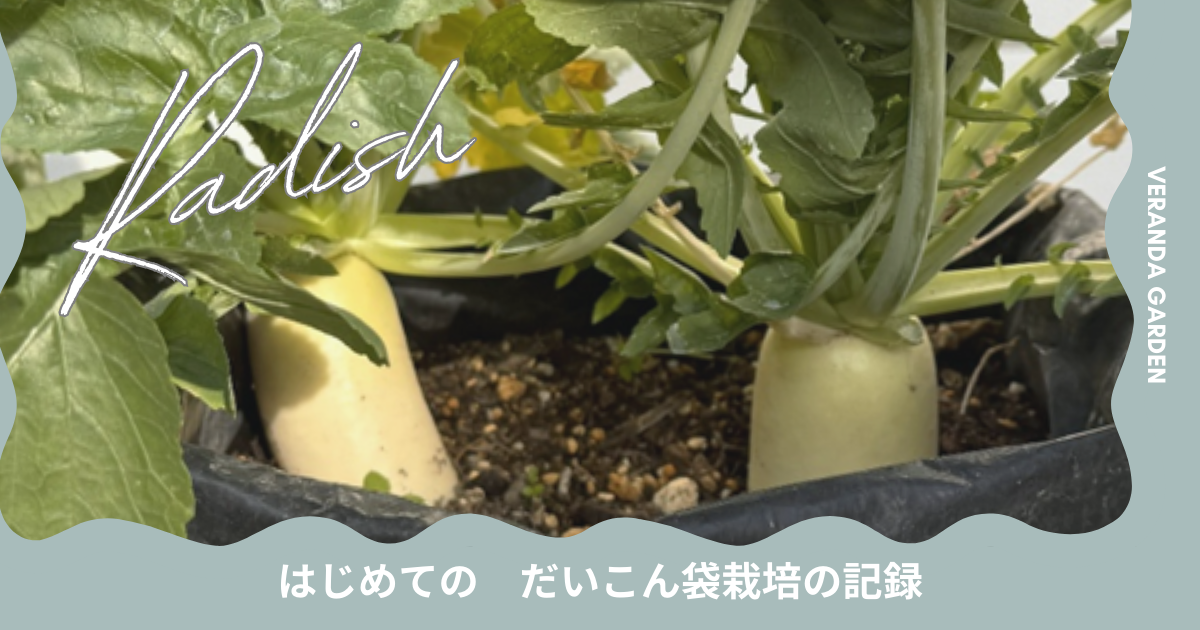 はじめての大根袋栽培の記録