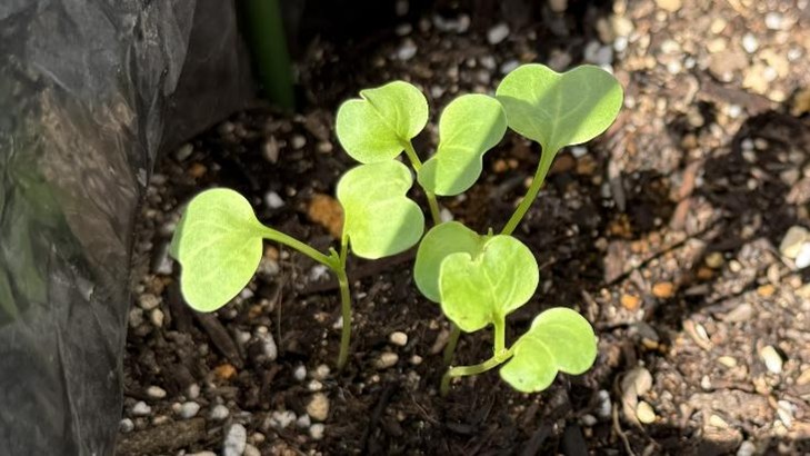 発芽した大根の葉をメインにしたアイキャッチ画像