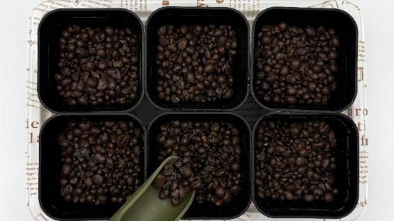 6つのポットにハイドロボールを入れている様子