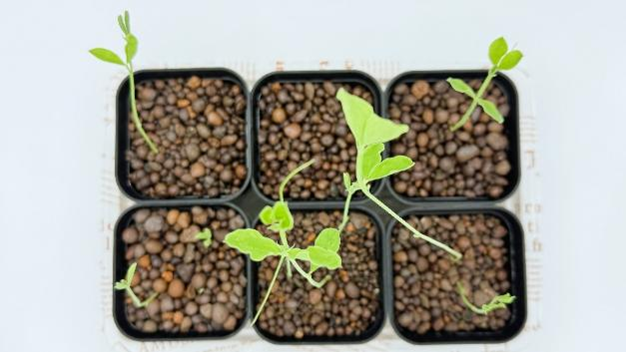 発芽したスイートピーの苗