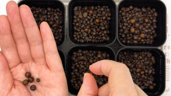 スイートピーの種をつまんで、ポットに入れている様子