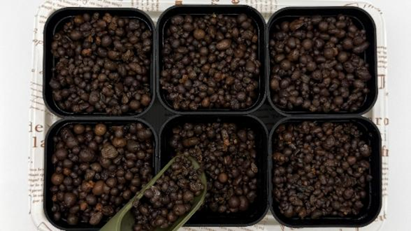 スイートピーの種の上に、ハイドロボールをかけている様子