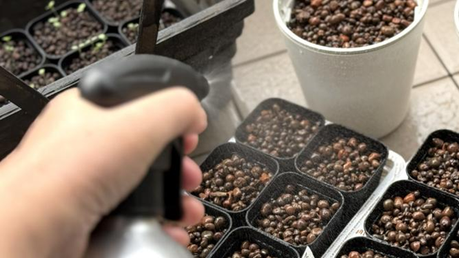 ポットの上から、霧吹きで保湿している様子